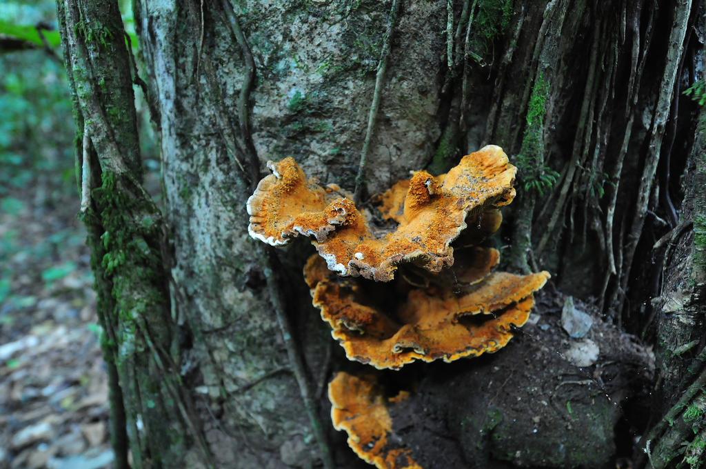 Pousada Do Parque Chapada dos Guimarães Exterior foto